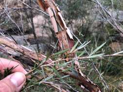 Sivun Leptospermum brachyandrum (F. Müll.) Druce kuva