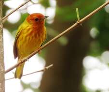 Image of Setophaga petechia aequatorialis (Sundevall 1869)