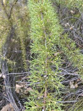 Image of Hakea tuberculata R. Br.