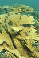 Image of Elkhorn Coral