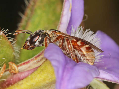 Image of Lasioglossum platychilum Walker 1999