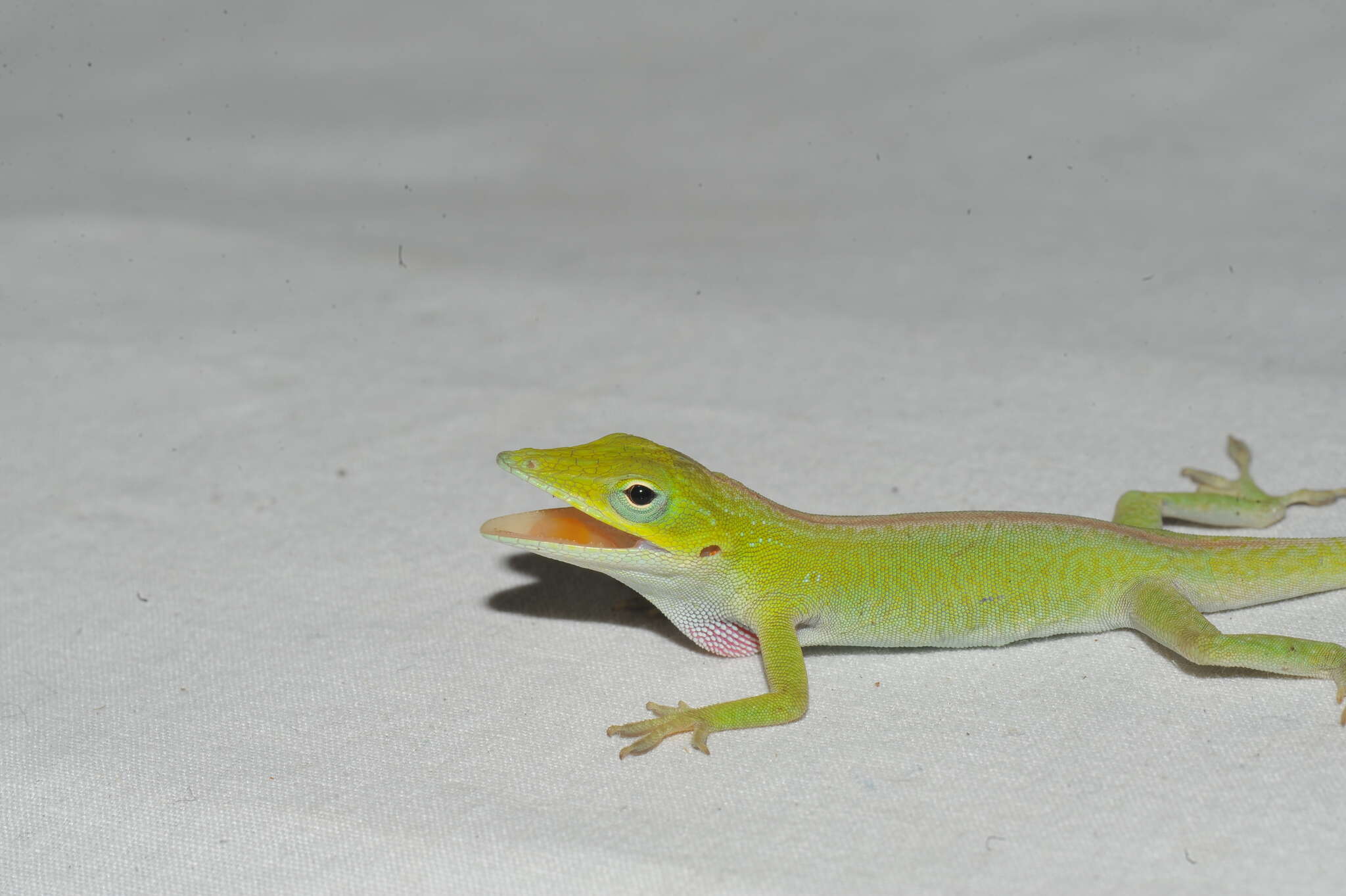 Anolis porcatus Gray 1840的圖片