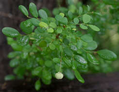 Image of Synostemon albiflorus (F. Muell. ex Müll. Arg.) Airy Shaw