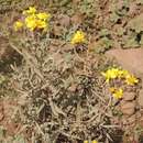 Image of Senecio fresenii Sch. Bip. ex Oliv. & Hiern