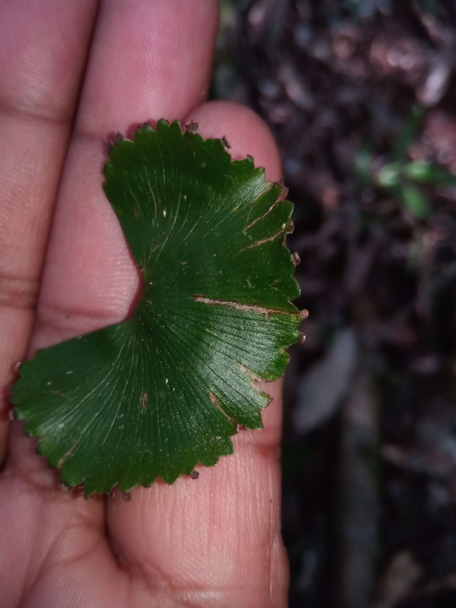 肾叶铁线蕨的圖片