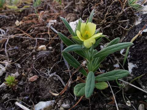 Helianthemum ledifolium (L.) Miller resmi