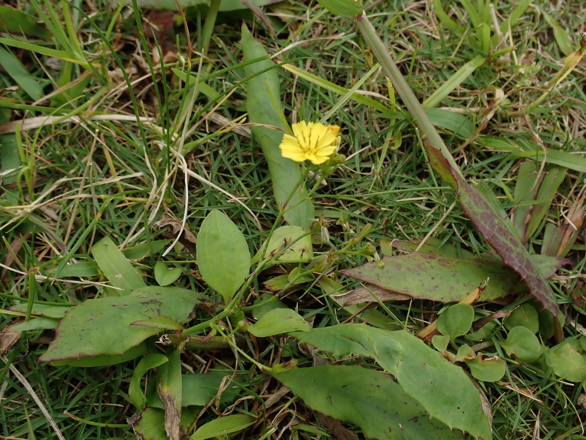 Image of Ixeridium laevigatum (Bl.) J. H. Pak & Kawano