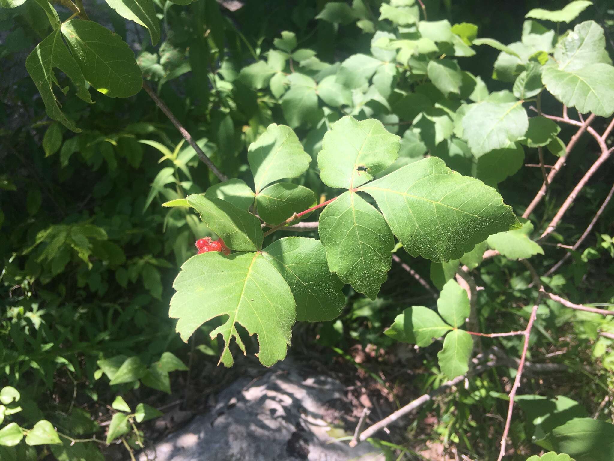 Rhus aromatica var. serotina (Greene) Rehd. resmi