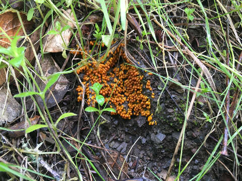 Image of Egg-shell Slime Mould