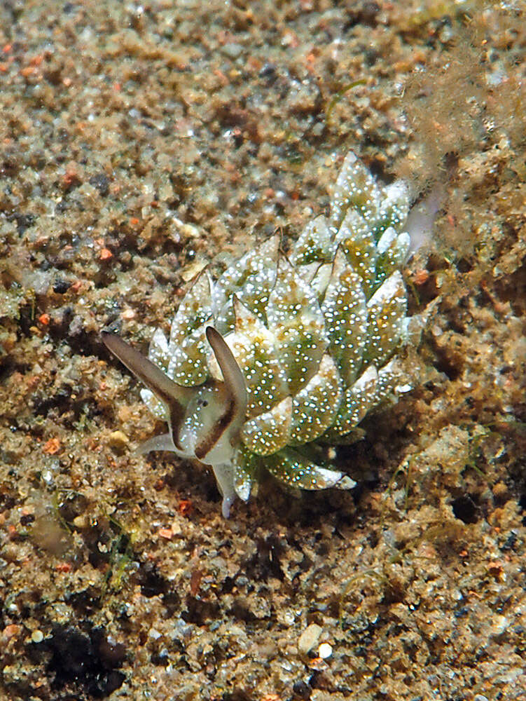 Imagem de Costasiella formicaria (Baba 1959)