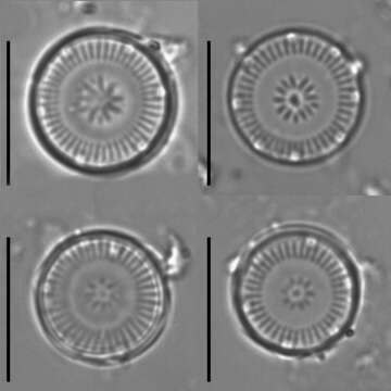 Image de <i>Discostella pseudostelligera</i> (Hustedt) Houk & Klee 2004