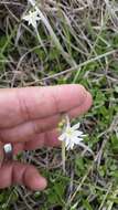 Image of white blue-eyed grass