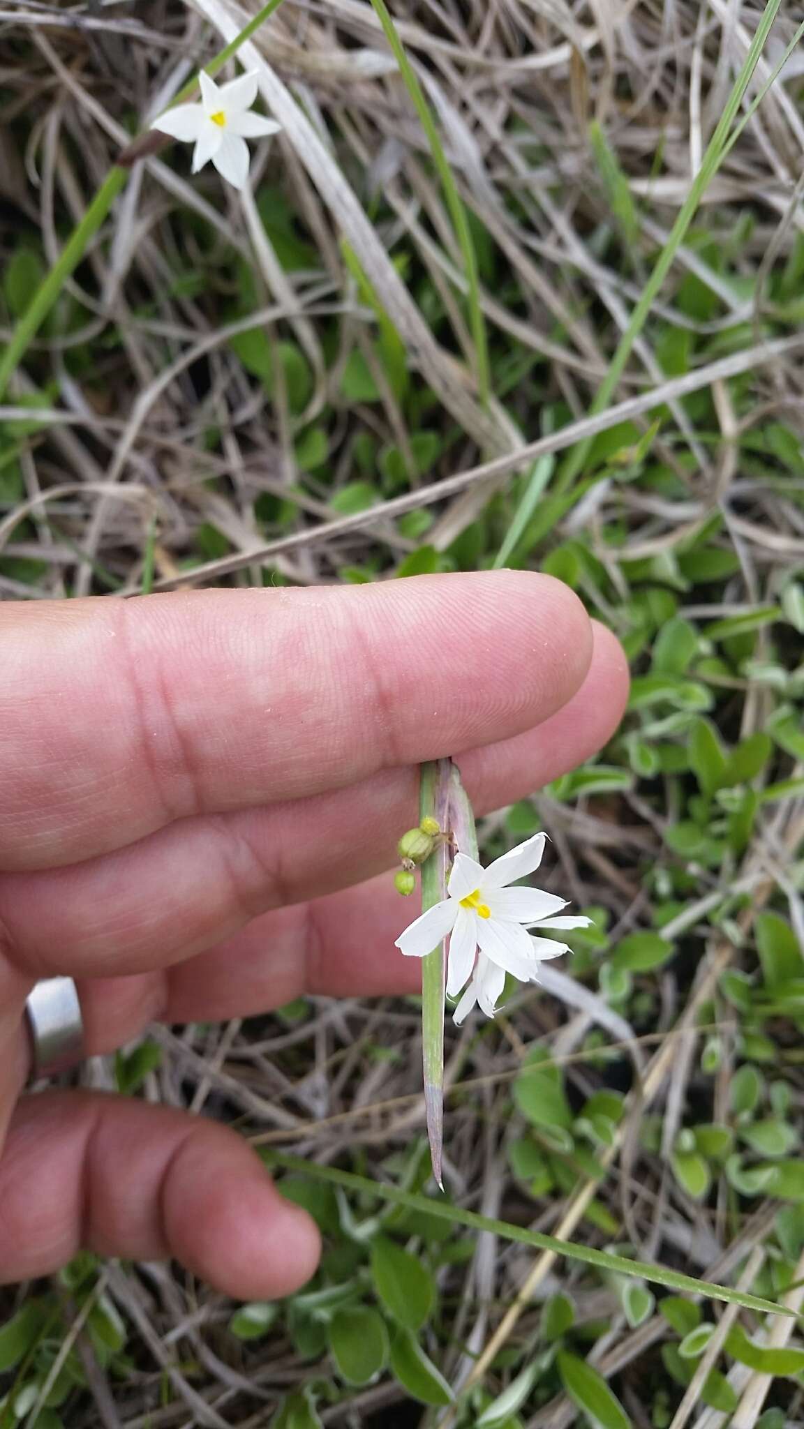 Image of white blue-eyed grass