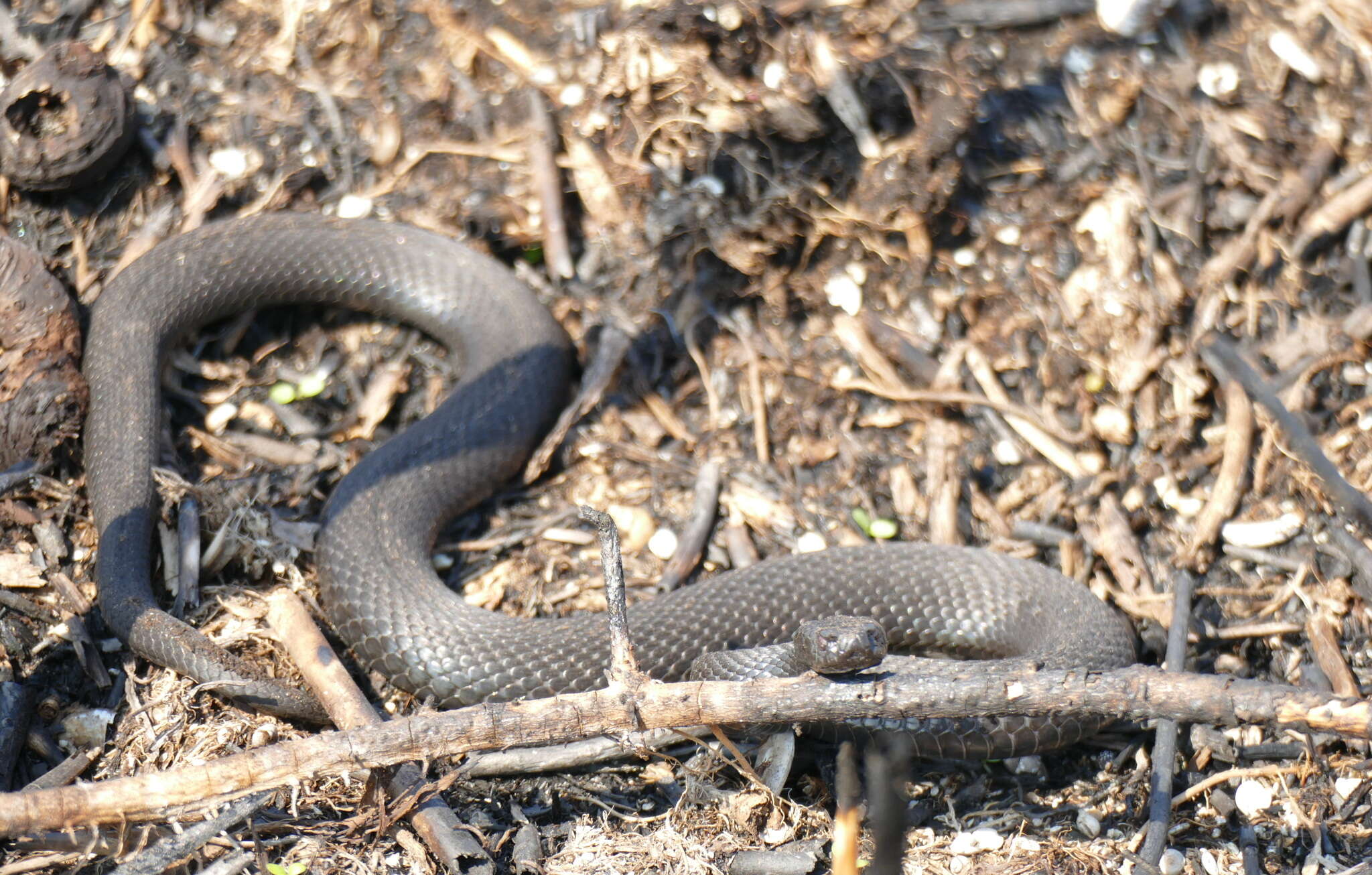 Imagem de Vipera berus nikolskii Vedmederya, Grubant & Rudayewa 1986