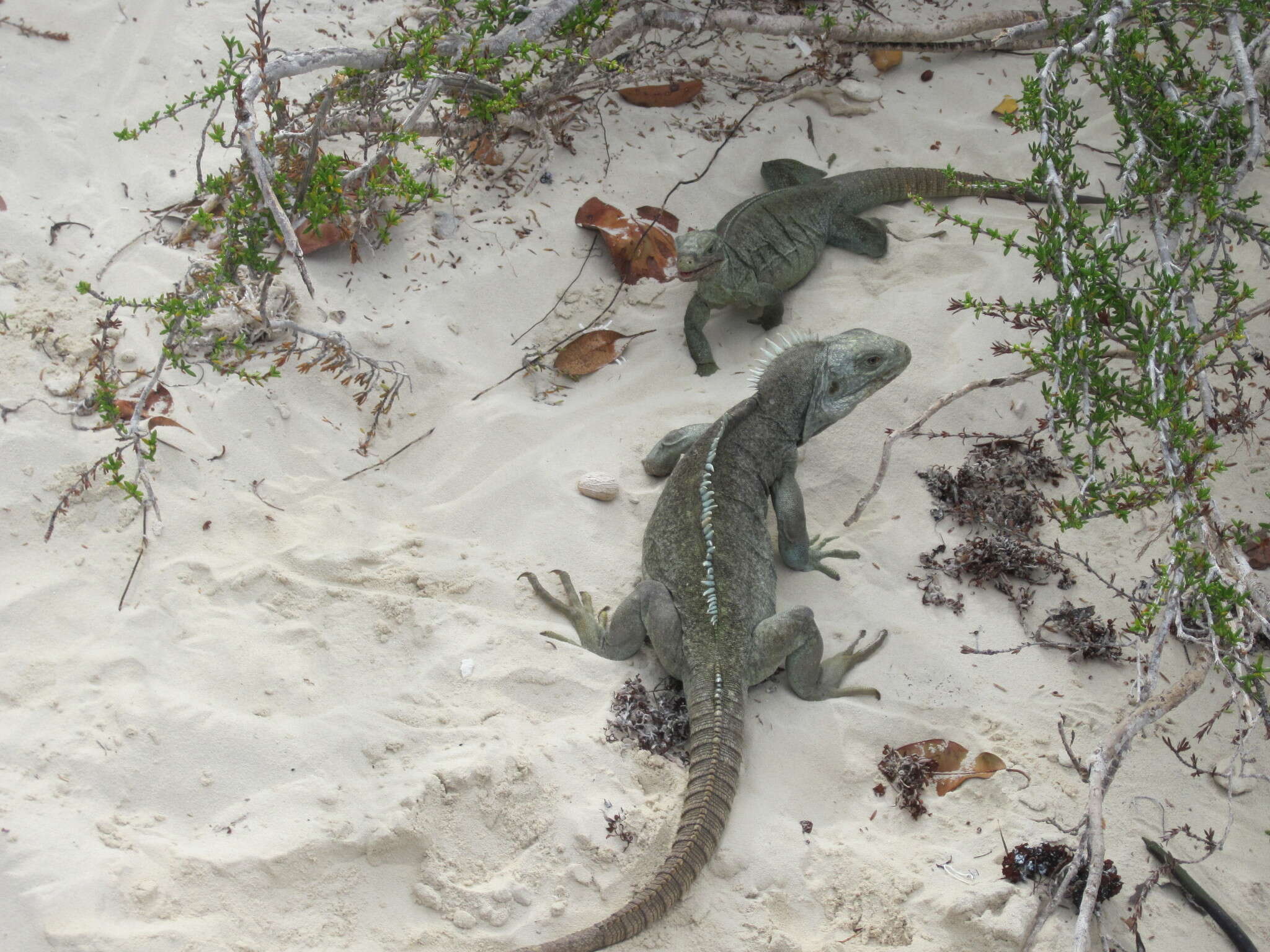 Image of Bahamas Rock Iguana