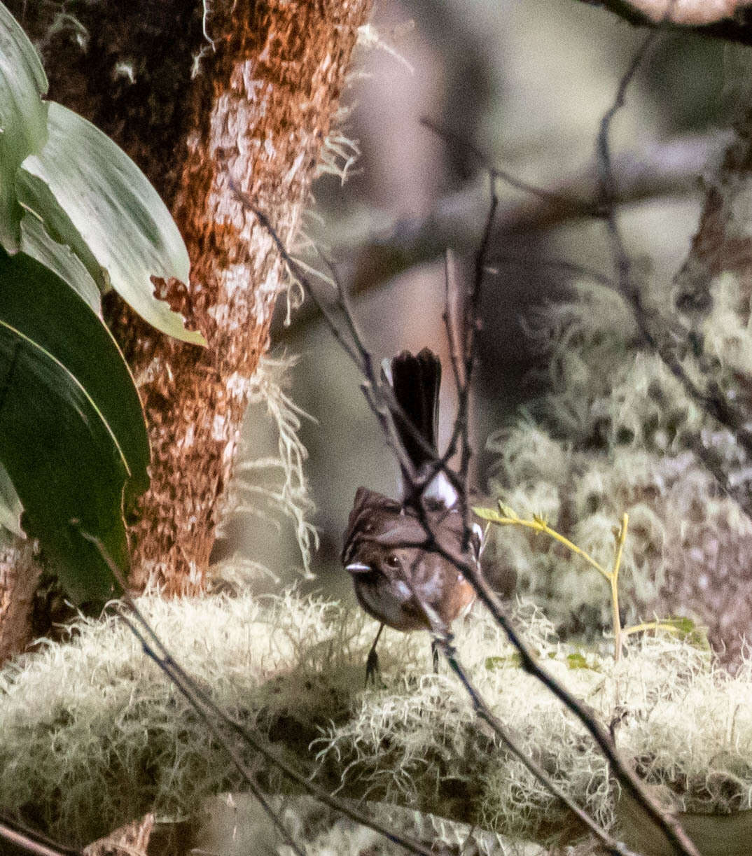 Image of Chasiempis sandwichensis bryani Pratt 1979