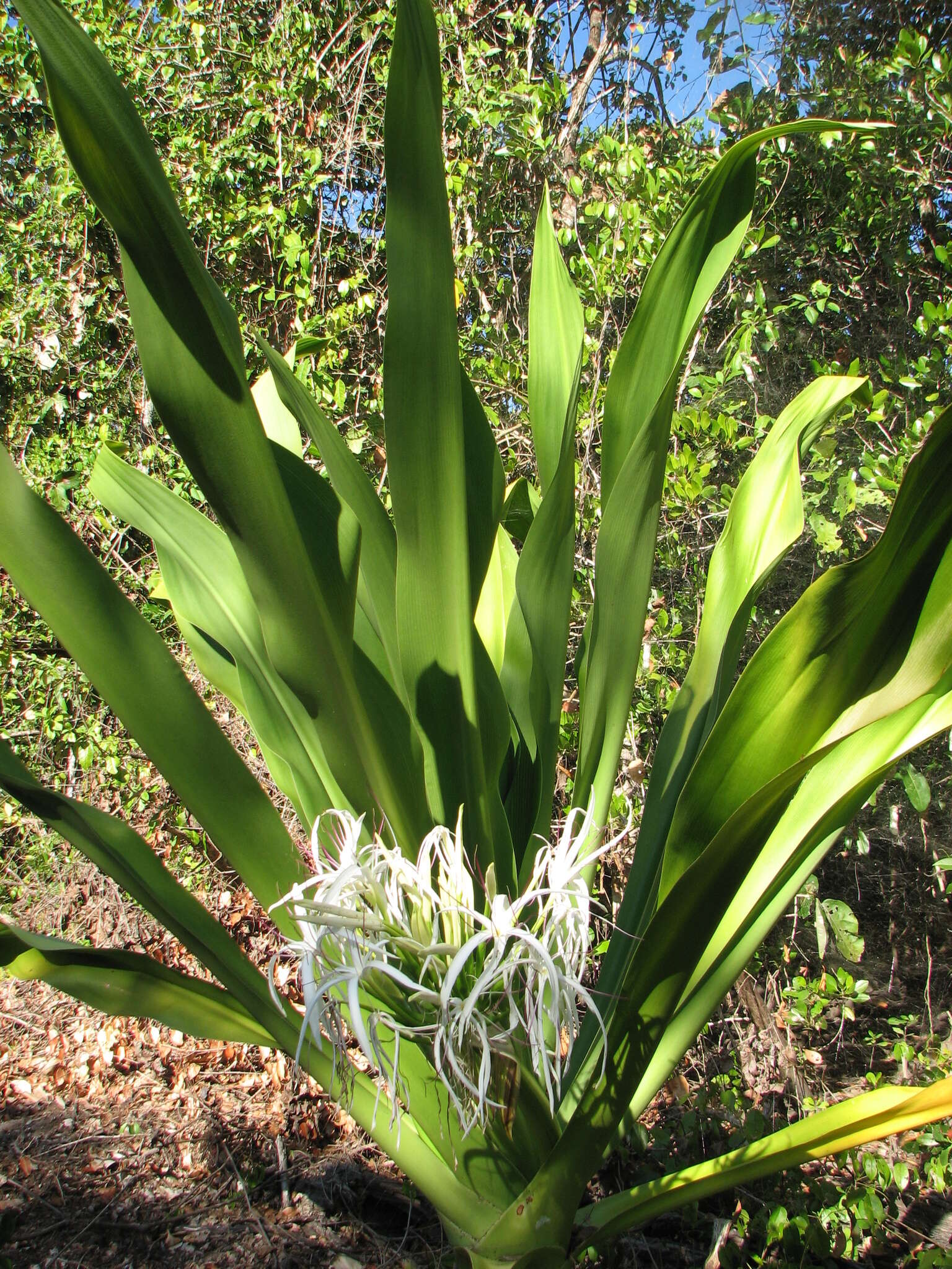 Image of Mangrove lily