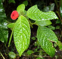 Image of Pearcea schimpfii Mansf.