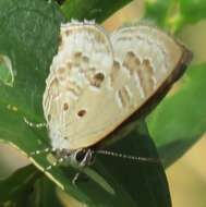 Imagem de <i>Anthene <i>lemnos</i></i> lemnos