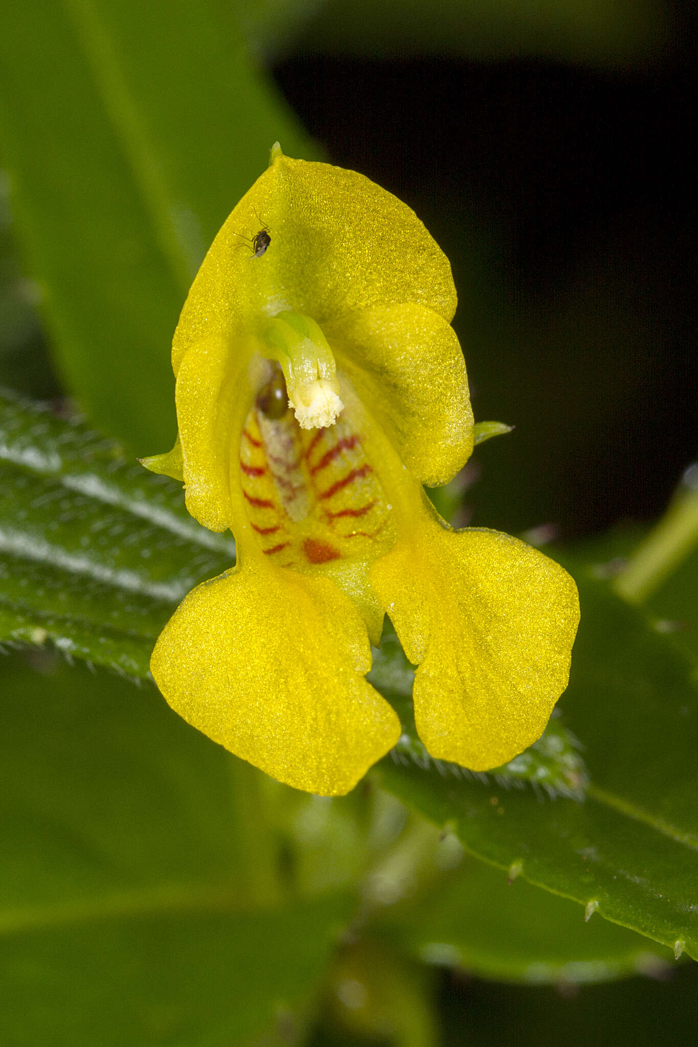 Image of Impatiens dalzellii Hook. fil. & Thoms.