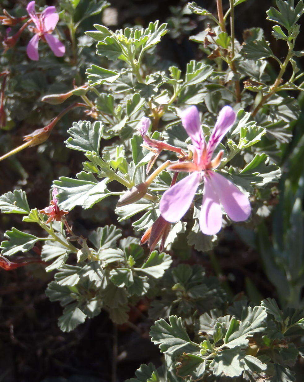 Imagem de Pelargonium exstipulatum (Cav.) L'Her.