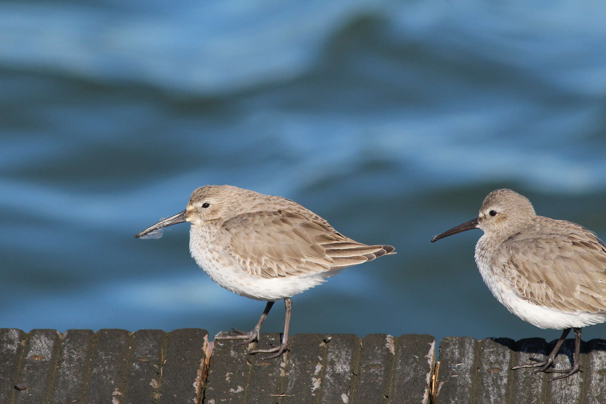 Image of Calidris alpina hudsonia (Todd 1953)