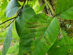 Image of Stigmella rhoifoliella (Braun 1912) Newton et al. 1982