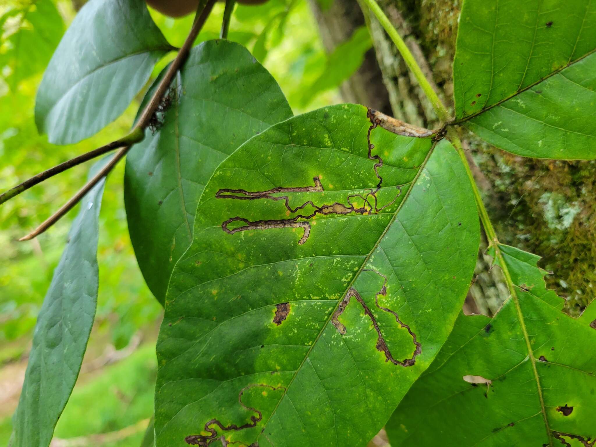 Sivun Stigmella rhoifoliella (Braun 1912) Newton et al. 1982 kuva