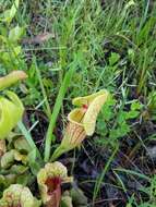 Image of hybrid pitcherplant