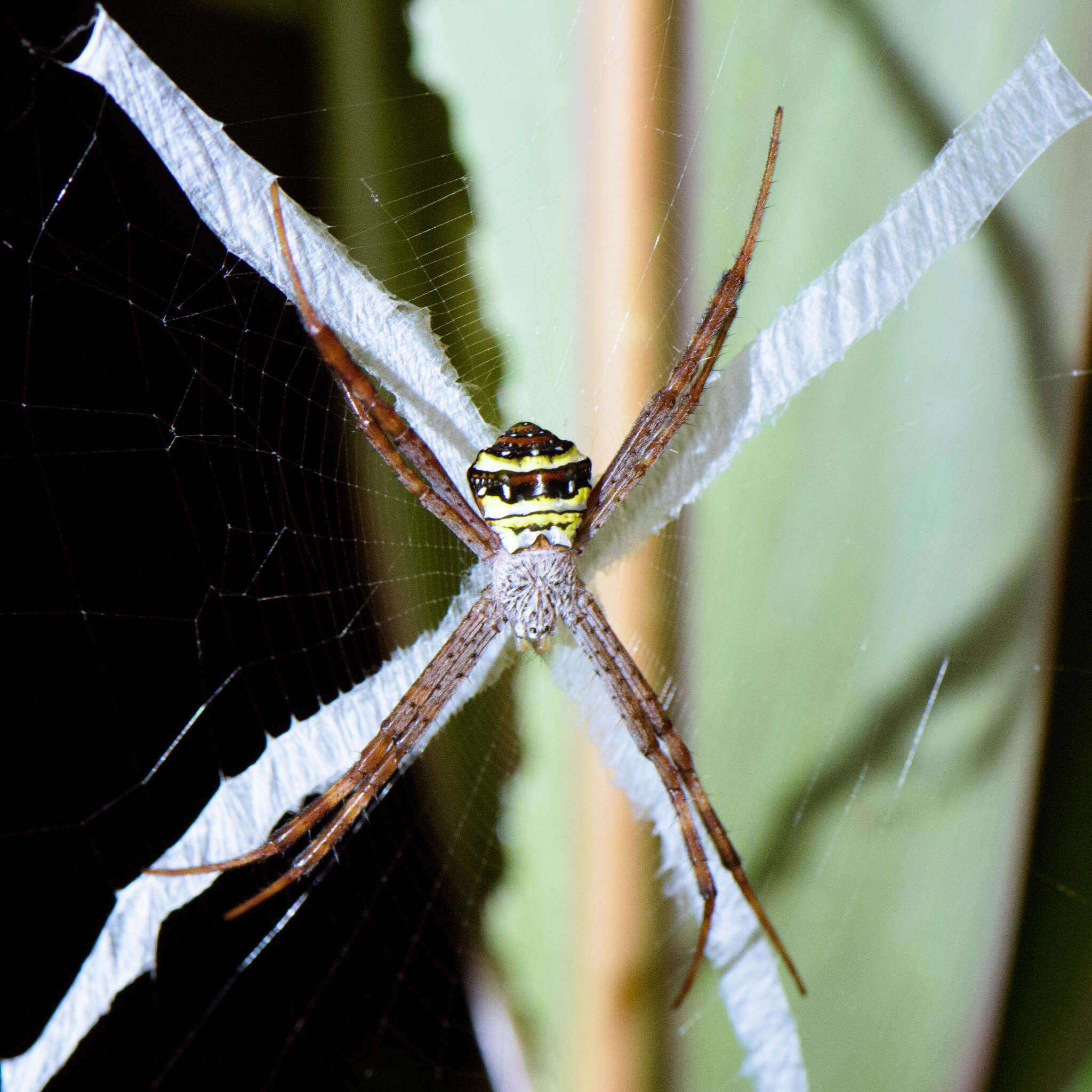 Image of Argiope aetheroides Yin, Wang, Zhang, Peng & Chen 1989