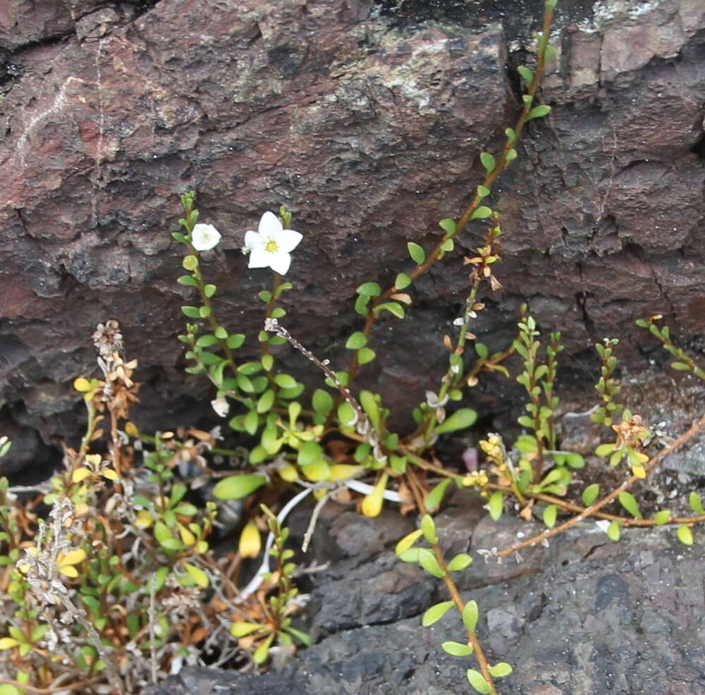 Image of Samolus repens var. strictus Cockayne