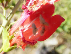 Image de Penstemon barbatus subsp. barbatus