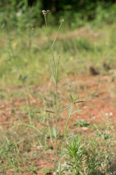 Image of purpletop vervain