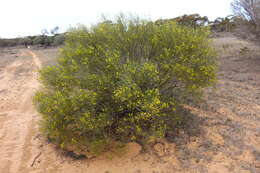 Image of Senna artemisioides subsp. filifolia