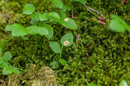 Image of Exobasidium arescens Nannf. 1981