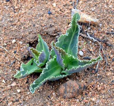 Plancia ëd Othonna macrophylla DC.