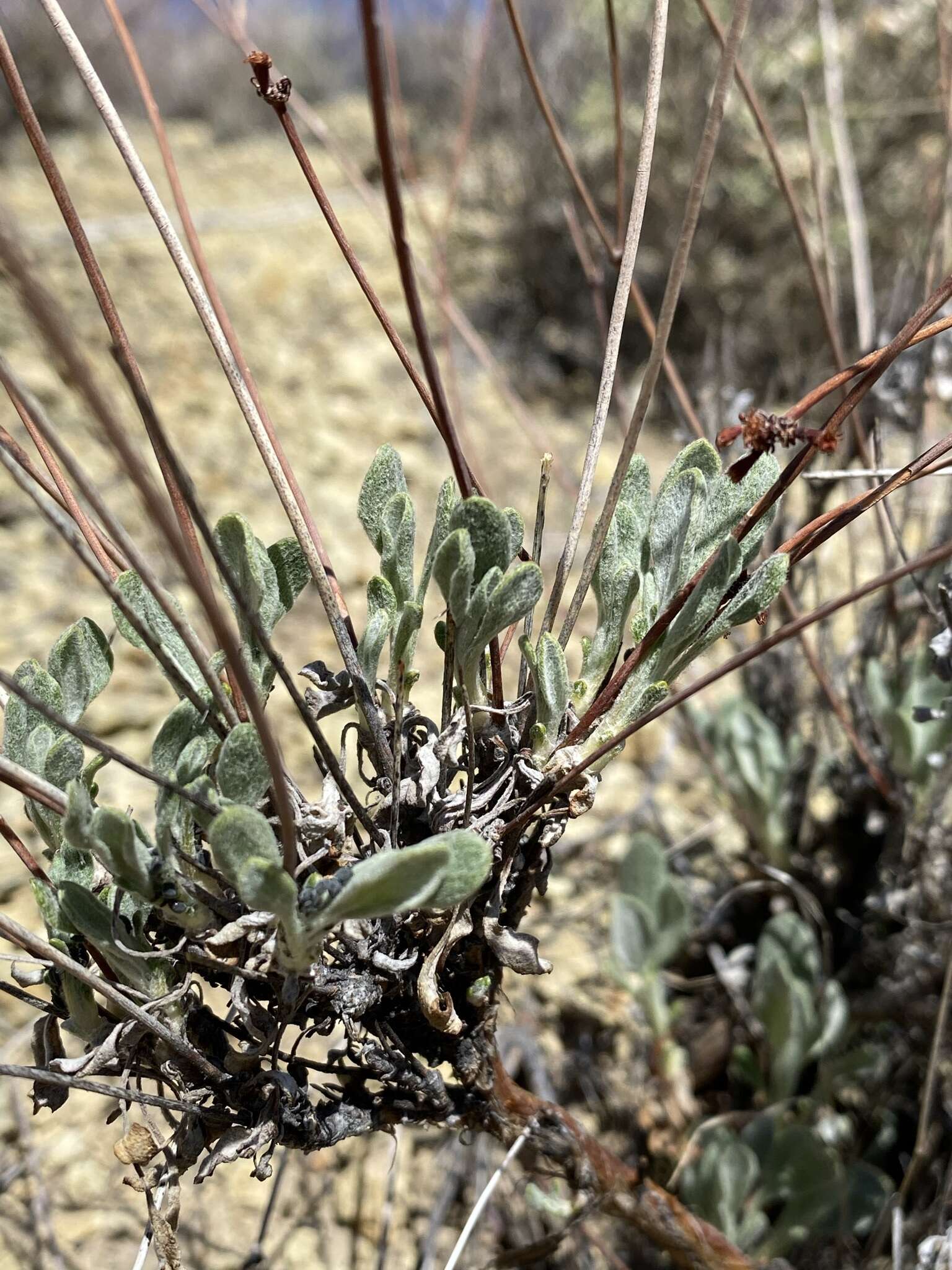 Image of false naked buckwheat