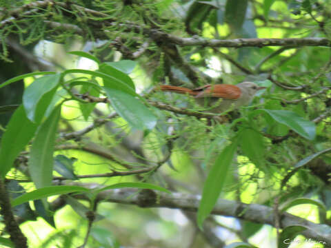 Image of Gray-headed Spinetail