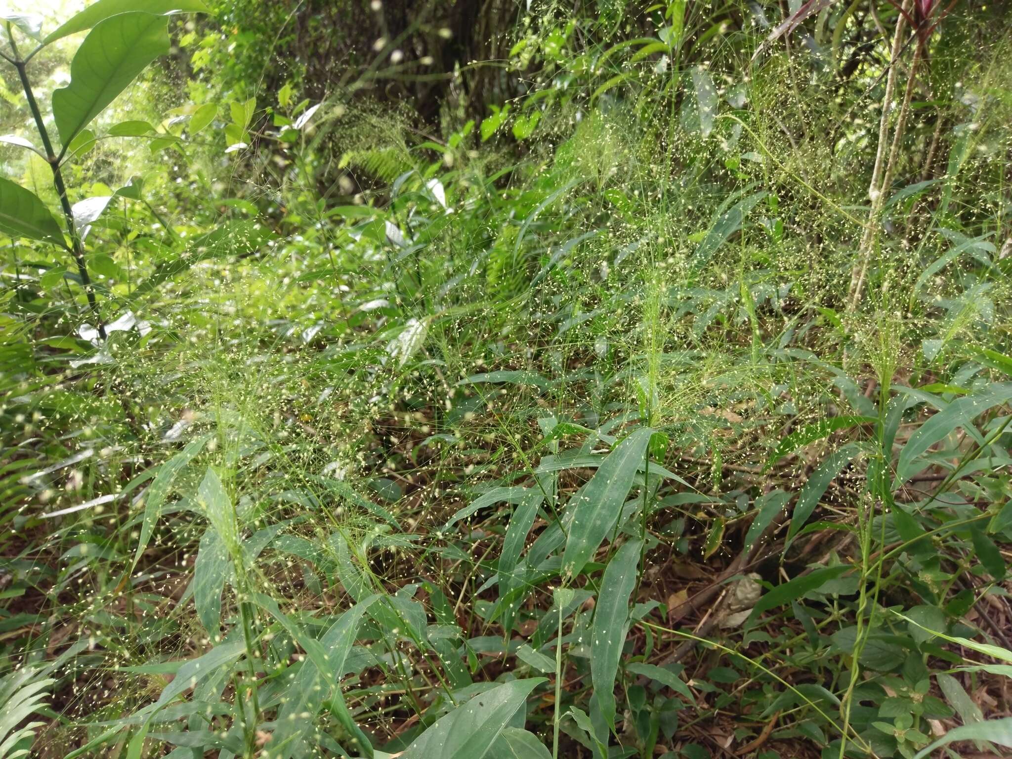 Plancia ëd Cyrtococcum patens var. latifolium (Honda) Ohwi