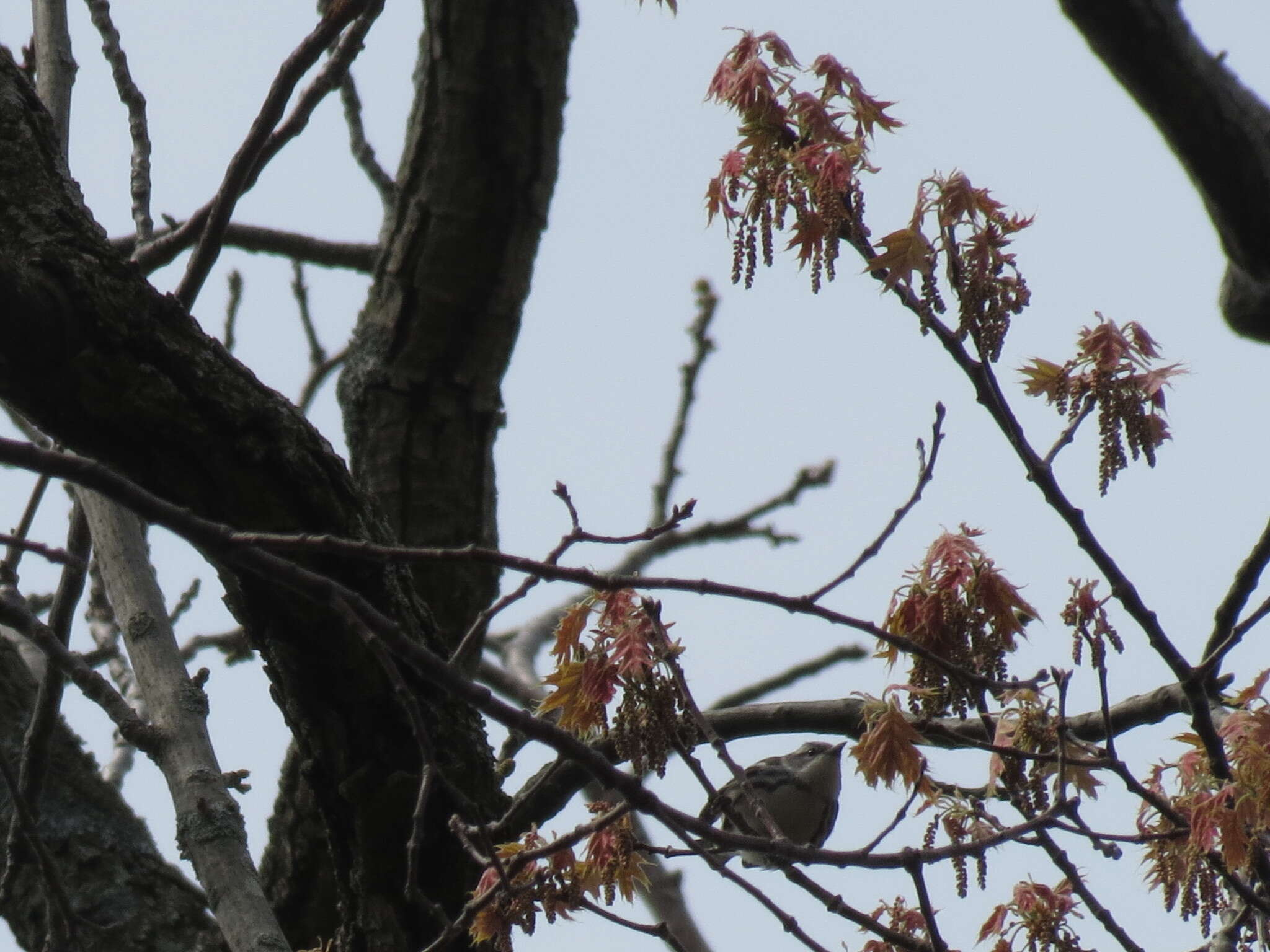 Image of Cerulean Warbler