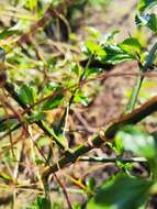 Image of Cuscuta chilensis Ker-Gawl.