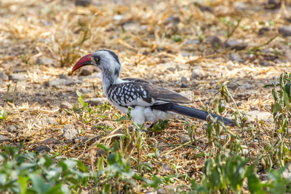 Image of Tanzanian Red-billed Hornbill