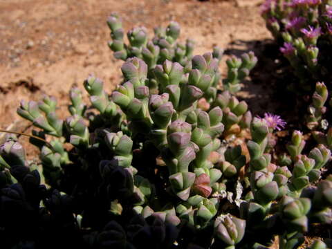 Ruschia approximata (L. Bol.) Schwant. resmi