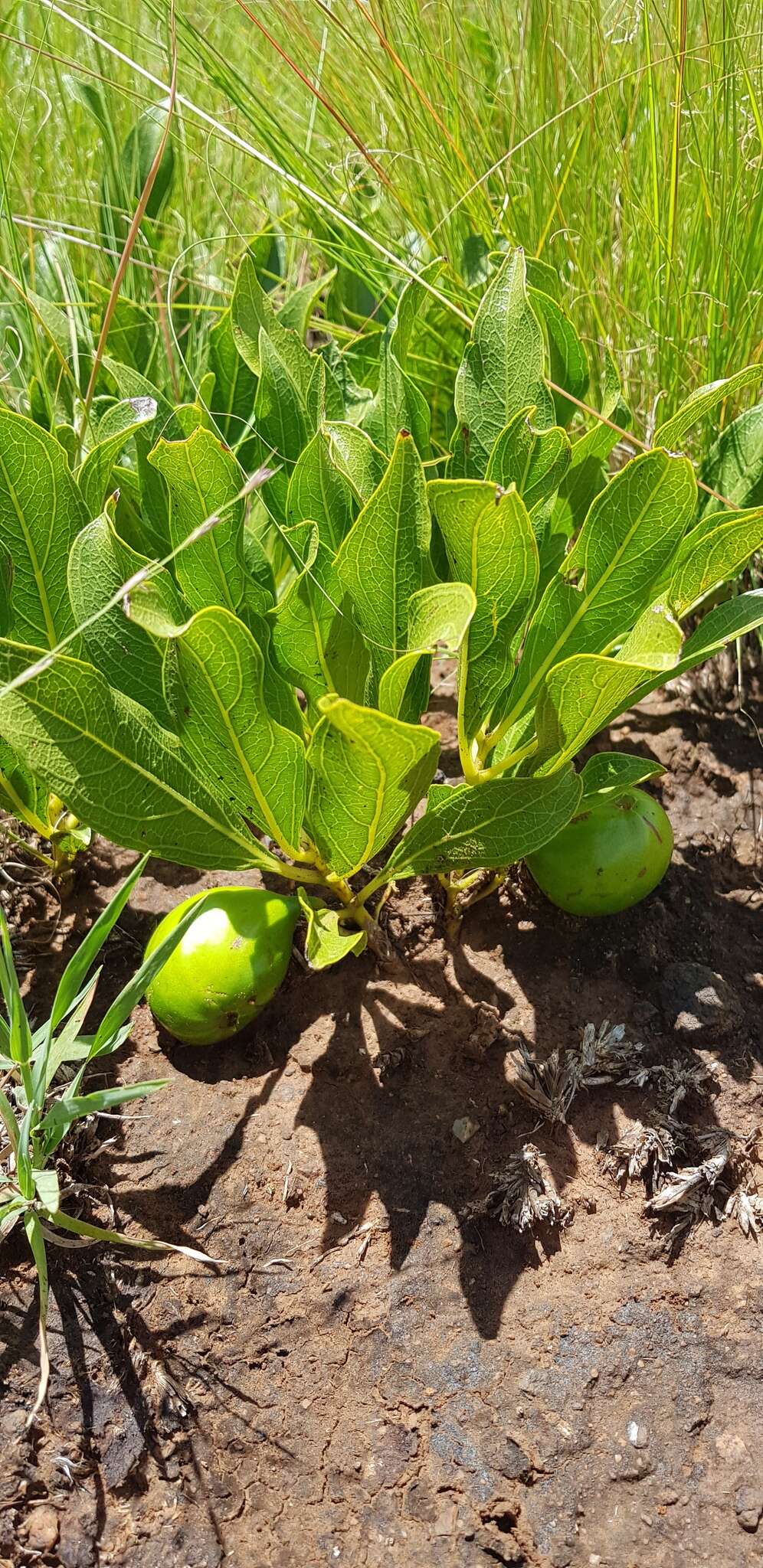 Image of Dwarf medlar