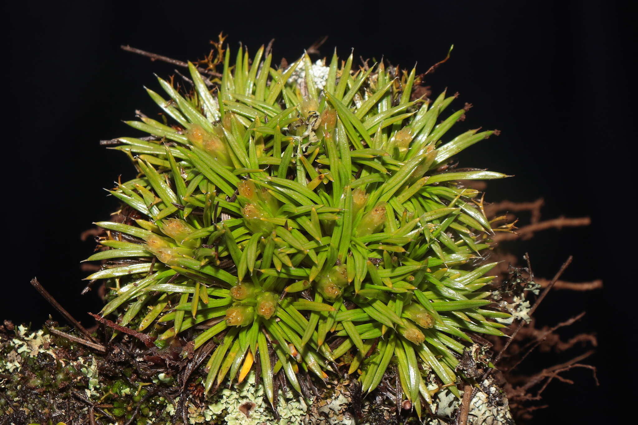 Image of Novenia tunariensis (Kuntze) Freire