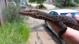 Image of (E) Freckled Monitor