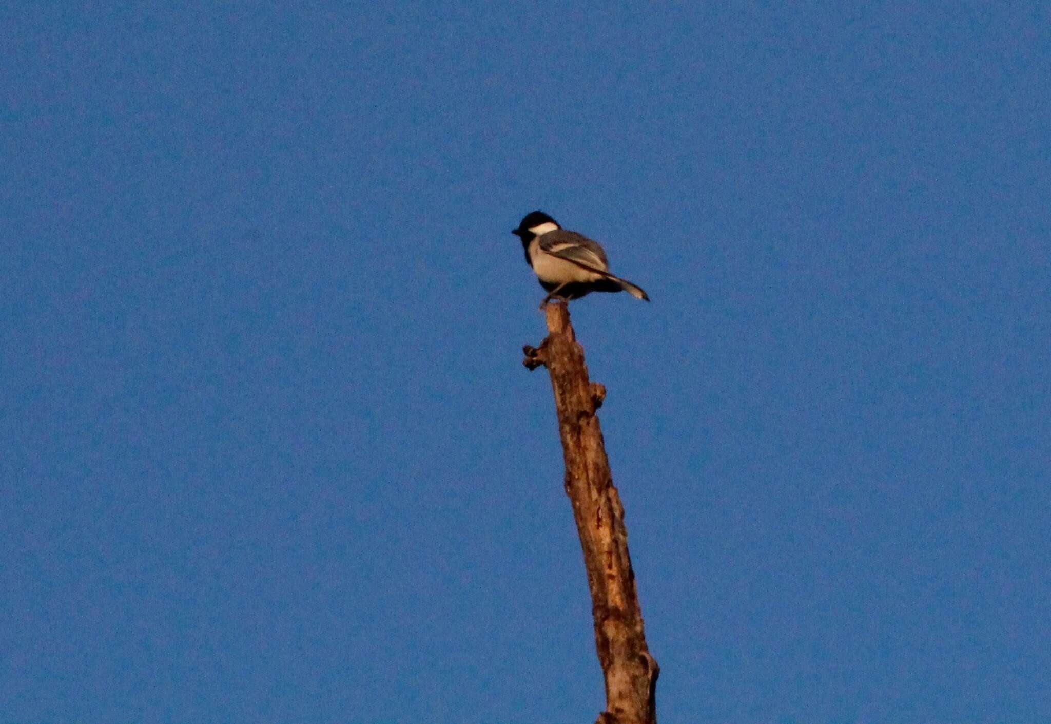 Imagem de Parus cinereus Vieillot 1818