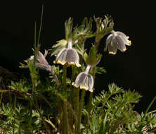 Imagem de Pulsatilla campanella Fisch. ex Regel & Tiling