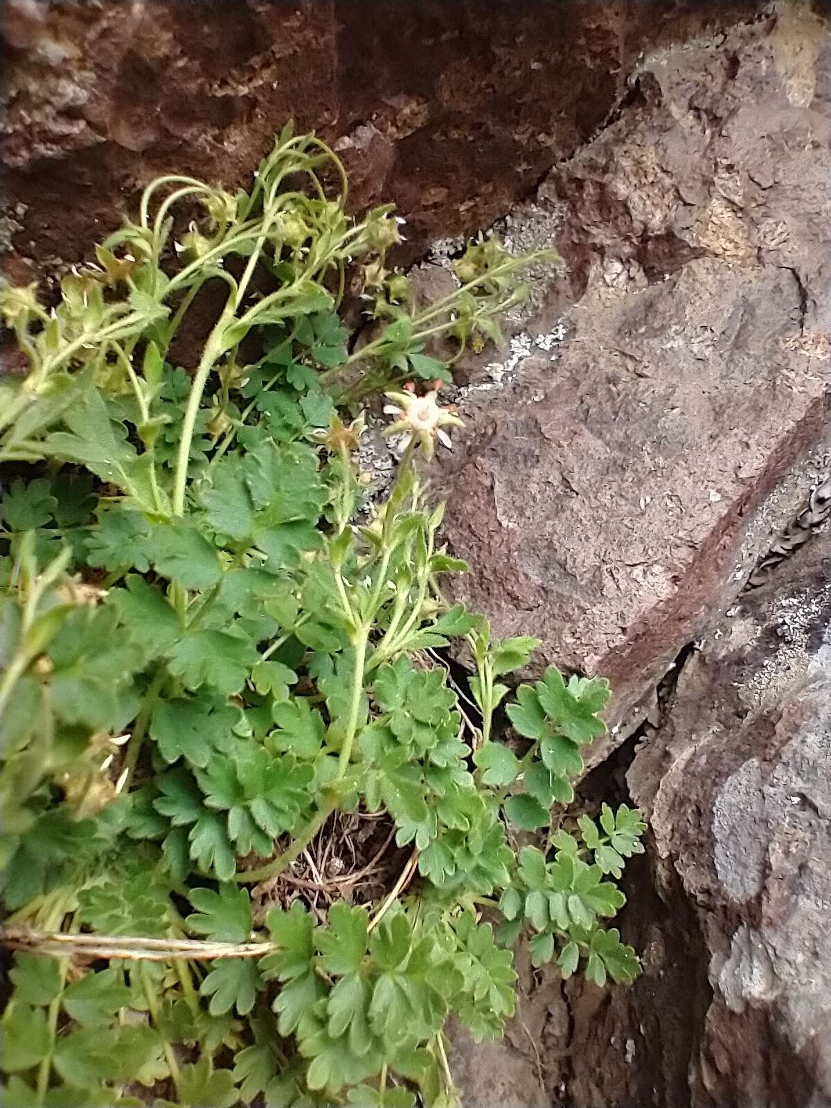 Ivesia baileyi var. beneolens (Nelson & J. F. Macbr.) B. Ertter的圖片