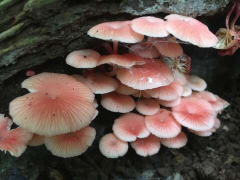 Image of Mycena roseilignicola Corner 1994